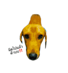 Dogs01（個別スタンプ：3）