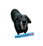 Dogs01（個別スタンプ：4）