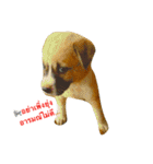 Dogs01（個別スタンプ：5）
