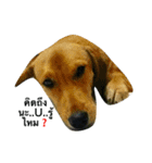 Dogs01（個別スタンプ：6）
