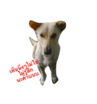 Dogs01（個別スタンプ：7）