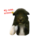 Dogs01（個別スタンプ：8）