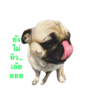 Dogs01（個別スタンプ：10）