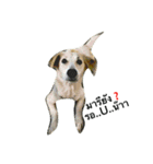 Dogs01（個別スタンプ：11）