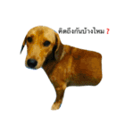 Dogs01（個別スタンプ：12）