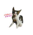 Dogs01（個別スタンプ：13）