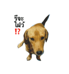 Dogs01（個別スタンプ：14）