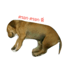 Dogs01（個別スタンプ：15）