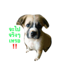 Dogs01（個別スタンプ：16）