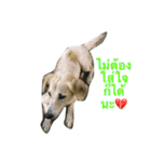 Dogs01（個別スタンプ：17）