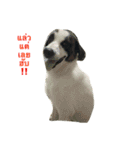Dogs01（個別スタンプ：18）