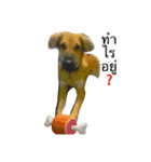 Dogs01（個別スタンプ：19）