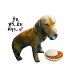 Dogs01（個別スタンプ：20）