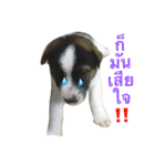 Dogs01（個別スタンプ：22）