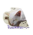 meaw mam（個別スタンプ：1）