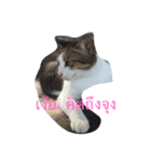 meaw mam（個別スタンプ：2）