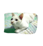 meaw mam（個別スタンプ：3）