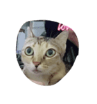 meaw mam（個別スタンプ：4）