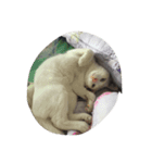 meaw mam（個別スタンプ：6）