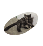 meaw mam（個別スタンプ：7）