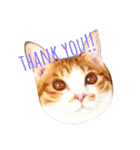 愛猫むぎちゃん（個別スタンプ：1）