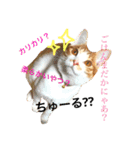 愛猫むぎちゃん（個別スタンプ：2）