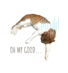 愛猫むぎちゃん（個別スタンプ：4）