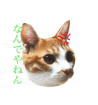 愛猫むぎちゃん（個別スタンプ：5）