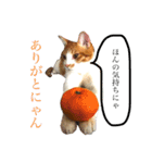 愛猫むぎちゃん（個別スタンプ：10）