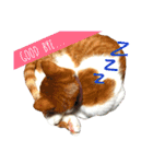 愛猫むぎちゃん（個別スタンプ：11）
