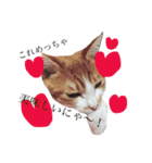 愛猫むぎちゃん（個別スタンプ：12）
