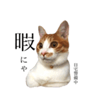 愛猫むぎちゃん（個別スタンプ：15）