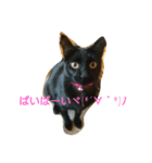 黒ネコCHAN（個別スタンプ：1）
