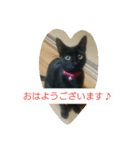 黒ネコCHAN（個別スタンプ：4）