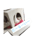 猫's おうちねこ（個別スタンプ：3）