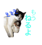 猫's おうちねこ（個別スタンプ：5）