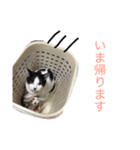 猫's おうちねこ（個別スタンプ：8）