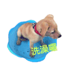 Happy Mao（個別スタンプ：5）