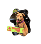 Happy Mao（個別スタンプ：21）