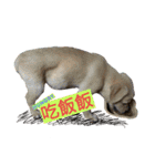 Happy Mao（個別スタンプ：24）