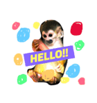 リスザルのエイトくん（個別スタンプ：6）
