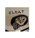 俺たちにゃんガー5★（個別スタンプ：11）