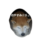 shiba.taku（個別スタンプ：2）