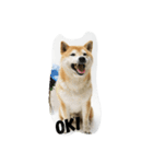 shiba.taku（個別スタンプ：8）