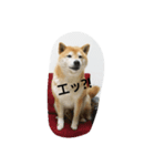 shiba.taku（個別スタンプ：13）