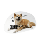 shiba.taku（個別スタンプ：14）