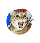 Poppu Poppiru : a curious cat（個別スタンプ：1）