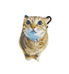 Poppu Poppiru : a curious cat（個別スタンプ：2）