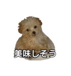 4dogs smiles（個別スタンプ：4）