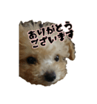 4dogs smiles（個別スタンプ：7）